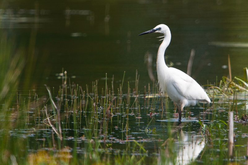 Kleine zilverreiger